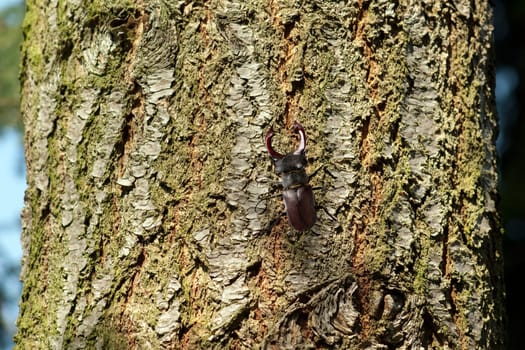 Lucanus,cervus,is a species of bird in the Lucanidae family. It is one of the largest and most striking Kaefern in Europe. Stag beetle,Lucanus cervus,is a beetle of the Schroeter family (Lucanidae). It is one of the largest and most conspicuous beetles in Europe