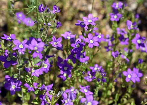 Venus Woman's Mirror is a species of flowering plant in the genus Zwiebelgewaechse. Venus woman's mirror,also known as the large Venus mirror or ordinary woman's mirror,is a plant species from the genus Bellflowers.