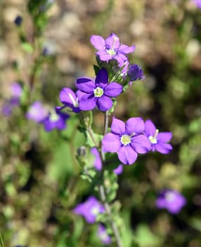 Venus Woman's Mirror is a species of flowering plant in the genus Zwiebelgewaechse. Venus woman's mirror,also known as the large Venus mirror or ordinary woman's mirror,is a plant species from the genus Bellflowers.