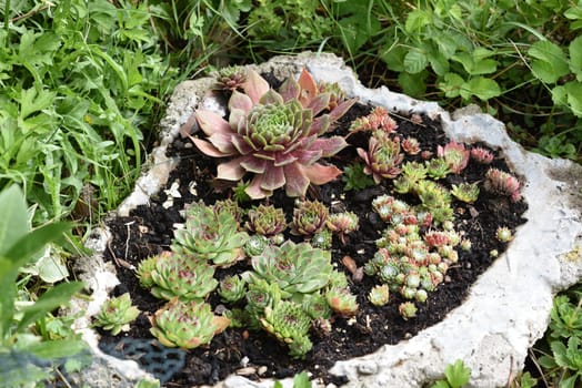 Hauswurz,Sempervivum,tectorum,is a medicinal plant and an alpine flower with red flowers. Houseleek,Sempervivum,tectorum,is a medicinal plant and an alpine flower with red flowers.