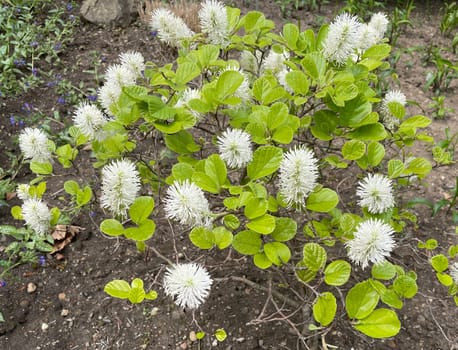 Feather bush,Fothergilla major blooms from May to June,earlier in mild winters. The flower appears in front of the foliage exit and offers a magnificent sight. Plumebush,Fothergilla major,flowers from May to June,earlier in mild winters. The blossom appears before the leaves emerge and offers a grandiose sight