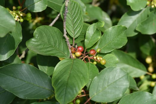 Buckthorn,Rhamnus frangula is a native tree species and an important medicinal plant with black berries. Buckthorn,Rhamnus frangula is a native tree species and an important medicinal plant with black berries