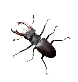 Lucanus,cervus,is a species of bird in the Lucanidae family. It is one of the largest and most striking Kaefern in Europe. Stag beetle,Lucanus cervus,is a beetle of the Schroeter family (Lucanidae). It is one of the largest and most conspicuous beetles in Europe