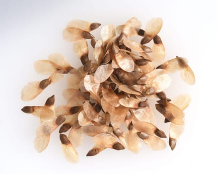 Caucasus spruce,also known as oriental spruce,oriental spruce and sapindus spruce,is a species of flowering plant in the spruce family. Caucasus spruce,also known as Oriental spruce,oriental spruce and Sapindus spruce,is a plant s