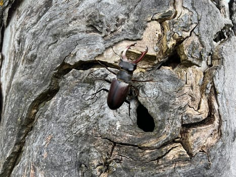 Lucanus,cervus,is a species of bird in the Lucanidae family. It is one of the largest and most striking Kaefern in Europe. Stag beetle,Lucanus cervus,is a beetle of the Schroeter family (Lucanidae). It is one of the largest and most conspicuous beetles in Europe