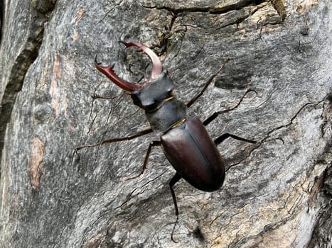 Lucanus,cervus,is a species of bird in the Lucanidae family. It is one of the largest and most striking Kaefern in Europe. Stag beetle,Lucanus cervus,is a beetle of the Schroeter family (Lucanidae). It is one of the largest and most conspicuous beetles in Europe