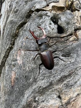 Lucanus,cervus,is a species of bird in the Lucanidae family. It is one of the largest and most striking Kaefern in Europe. Stag beetle,Lucanus cervus,is a beetle of the Schroeter family (Lucanidae). It is one of the largest and most conspicuous beetles in Europe