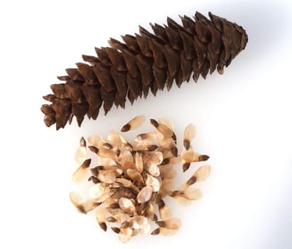 Caucasus spruce,also known as oriental spruce,oriental spruce and sapindus spruce,is a species of flowering plant in the spruce family. Caucasus spruce,also known as Oriental spruce,oriental spruce and Sapindus spruce,is a plant s