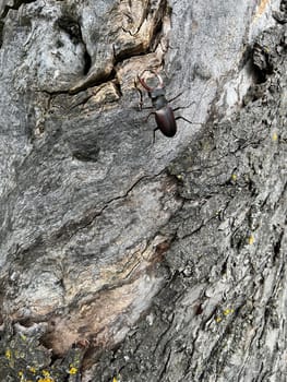 Lucanus,cervus,is a species of bird in the Lucanidae family. It is one of the largest and most striking Kaefern in Europe. Stag beetle,Lucanus cervus,is a beetle of the Schroeter family (Lucanidae). It is one of the largest and most conspicuous beetles in Europe