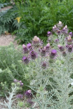 Ivory inth,Ptilostemon afer,(Eryngium giganteum) is native to the Caucasus and western Iran. Ivory Thistle,Ptilostemon afer,(Eryngium giganteum) is native to the Caucasus and western Iran
