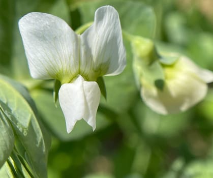 Pisum sativum is a species of plant in the Pea family. Pea blossom,Pisum sativum,also called garden pea or table pea,is a species of plant in the genus pea and a vegetable