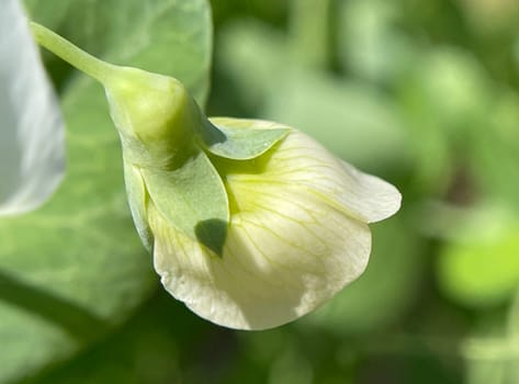 Pisum sativum is a species of plant in the Pea family. Pea blossom,Pisum sativum,also called garden pea or table pea,is a species of plant in the genus pea and a vegetable