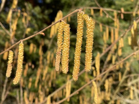 Hazelnut caetzchen,Corylus avellana,is a native bush or tree species that can cause allergies. Hazelnut catkin,Corylus avellana,is a native bush or tree species that can cause allergies.