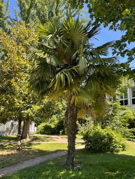 Hemp palm,Trachycarpus,Fortunei is a palm native to the Mediterranean region. Hemp Palm,Trachycarpus,Fortunei is a palm tree native to the Mediterranean region