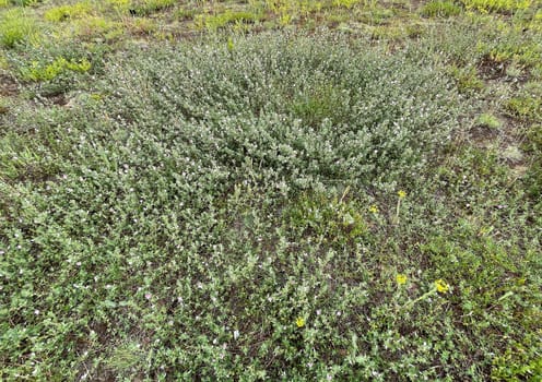 Ononis spinosa is a wild plant and an important medicinal plant. Restharrow Thorny,Ononis spinosa is a wild plant and an important medicinal plant.
