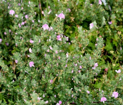 Ononis spinosa is a wild plant and an important medicinal plant. Restharrow Thorny,Ononis spinosa is a wild plant and an important medicinal plant.