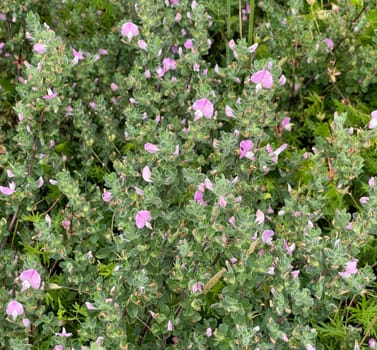 Ononis spinosa is a wild plant and an important medicinal plant. Restharrow Thorny,Ononis spinosa is a wild plant and an important medicinal plant.
