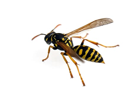 Wasp,Vespula germanica,is a useful and protected insect. Wasp,Vespula germanica,is a useful and protected insect.
