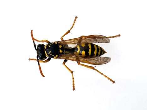 Wasp,Vespula germanica,is a useful and protected insect. Wasp,Vespula germanica,is a useful and protected insect.