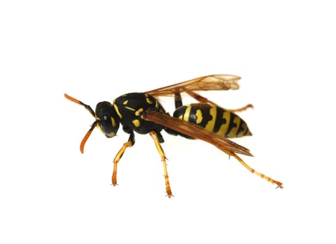 Wasp,Vespula germanica,is a useful and protected insect. Wasp,Vespula germanica,is a useful and protected insect.