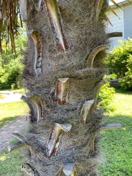 Hemp palm,Trachycarpus,Fortunei is a palm native to the Mediterranean region. Hemp Palm,Trachycarpus,Fortunei is a palm tree native to the Mediterranean region