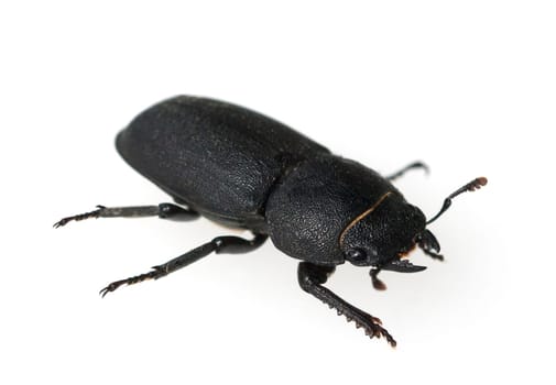 Lucanus,cervus,is a species of bird in the Lucanidae family. It is one of the largest and most striking Kaefern in Europe. Stag beetle,Lucanus cervus,is a beetle of the Schroeter family (Lucanidae). It is one of the largest and most conspicuous beetles in Europe