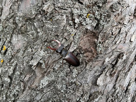 Lucanus,cervus,is a species of bird in the Lucanidae family. It is one of the largest and most striking Kaefern in Europe. Stag beetle,Lucanus cervus,is a beetle of the Schroeter family (Lucanidae). It is one of the largest and most conspicuous beetles in Europe