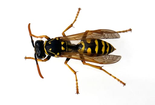 Wasp,Vespula germanica,is a useful and protected insect. Wasp,Vespula germanica,is a useful and protected insect.