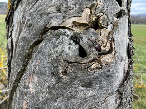 Lucanus,cervus,is a species of bird in the Lucanidae family. It is one of the largest and most striking Kaefern in Europe. Stag beetle,Lucanus cervus,is a beetle of the Schroeter family (Lucanidae). It is one of the largest and most conspicuous beetles in Europe