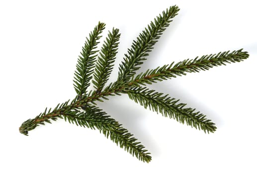 Caucasus spruce,also known as oriental spruce,oriental spruce and sapindus spruce,is a species of flowering plant in the spruce family. Caucasus spruce,also known as Oriental spruce,oriental spruce and Sapindus spruce,is a plant s