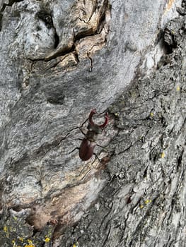 Lucanus,cervus,is a species of bird in the Lucanidae family. It is one of the largest and most striking Kaefern in Europe. Stag beetle,Lucanus cervus,is a beetle of the Schroeter family (Lucanidae). It is one of the largest and most conspicuous beetles in Europe