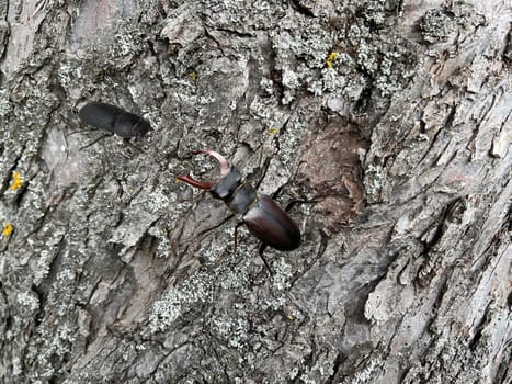 Lucanus,cervus,is a species of bird in the Lucanidae family. It is one of the largest and most striking Kaefern in Europe. Stag beetle,Lucanus cervus,is a beetle of the Schroeter family (Lucanidae). It is one of the largest and most conspicuous beetles in Europe
