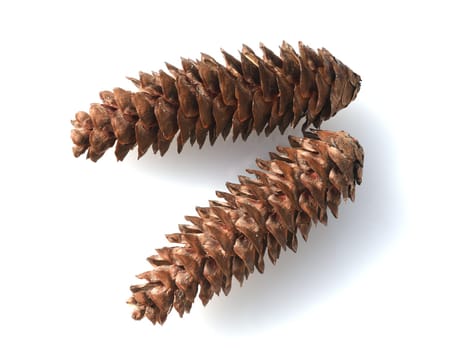 Caucasus spruce,also known as oriental spruce,oriental spruce and sapindus spruce,is a species of flowering plant in the spruce family. Caucasus spruce,also known as Oriental spruce,oriental spruce and Sapindus spruce,is a plant s