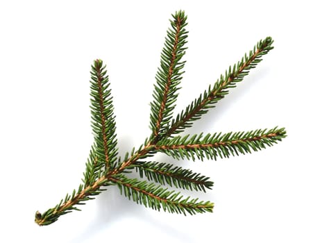 Caucasus spruce,also known as oriental spruce,oriental spruce and sapindus spruce,is a species of flowering plant in the spruce family. Caucasus spruce,also known as Oriental spruce,oriental spruce and Sapindus spruce,is a plant s