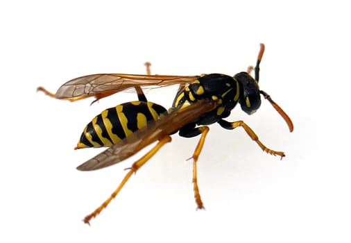 Wasp,Vespula germanica,is a useful and protected insect. Wasp,Vespula germanica,is a useful and protected insect.