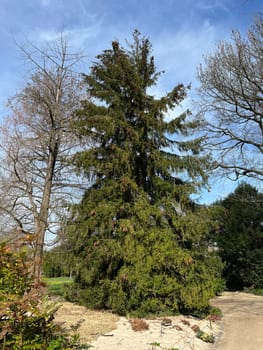 Caucasus spruce,also known as oriental spruce,oriental spruce and sapindus spruce,is a species of flowering plant in the spruce family. Caucasus spruce,also known as Oriental spruce,oriental spruce and Sapindus spruce,is a plant s