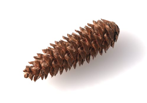 Caucasus spruce,also known as oriental spruce,oriental spruce and sapindus spruce,is a species of flowering plant in the spruce family. Caucasus spruce,also known as Oriental spruce,oriental spruce and Sapindus spruce,is a plant s