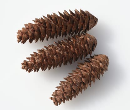 Caucasus spruce,also known as oriental spruce,oriental spruce and sapindus spruce,is a species of flowering plant in the spruce family. Caucasus spruce,also known as Oriental spruce,oriental spruce and Sapindus spruce,is a plant s