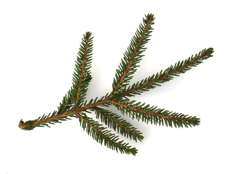 Caucasus spruce,also known as oriental spruce,oriental spruce and sapindus spruce,is a species of flowering plant in the spruce family. Caucasus spruce,also known as Oriental spruce,oriental spruce and Sapindus spruce,is a plant s