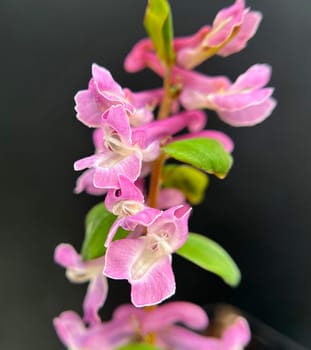 Corydalis cava is a bulbous plant that blooms in early spring. Larkspur,Corydalis cava is a bulbous plant that flowers in early spring.