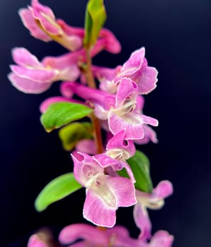 Corydalis cava is a bulbous plant that blooms in early spring. Larkspur,Corydalis cava is a bulbous plant that flowers in early spring.