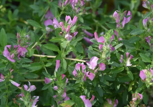 Ononis spinosa is a wild plant and an important medicinal plant. Restharrow Thorny,Ononis spinosa is a wild plant and an important medicinal plant.