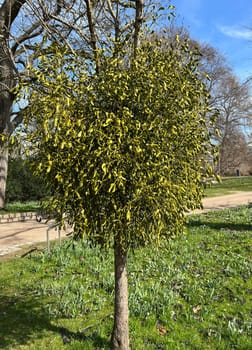 Mistletoe,Viscum album is a parasite that lives on our native trees. Mistletoe,Viscum album,is a parasite that lives on our native trees.