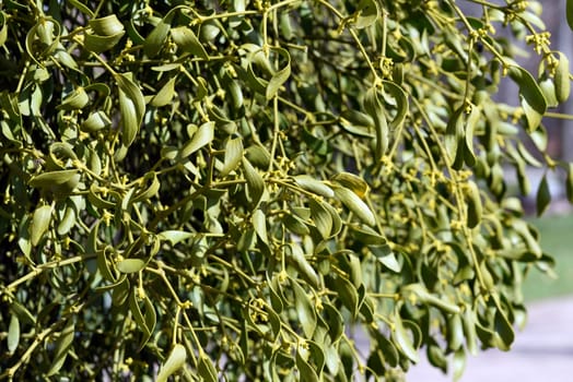 Mistletoe,Viscum album is a parasite that lives on our native trees. Mistletoe,Viscum album,is a parasite that lives on our native trees.