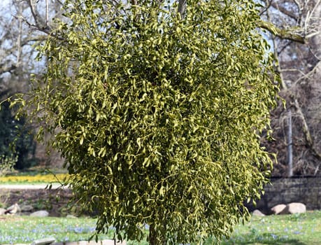 Mistletoe,Viscum album is a parasite that lives on our native trees. Mistletoe,Viscum album,is a parasite that lives on our native trees.