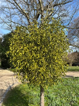 Mistletoe,Viscum album is a parasite that lives on our native trees. Mistletoe,Viscum album,is a parasite that lives on our native trees.
