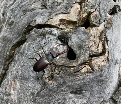Lucanus,cervus,is a species of bird in the Lucanidae family. It is one of the largest and most striking Kaefern in Europe. Stag beetle,Lucanus cervus,is a beetle of the Schroeter family (Lucanidae). It is one of the largest and most conspicuous beetles in Europe