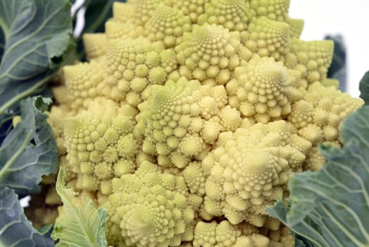 Romanesco,broccoli has large green flowers with excellent taste and decorative appearance. Romanesco,broccoli has large green flowers with an excellent taste and decorative appearance.