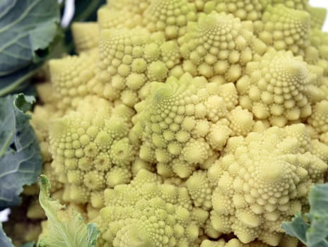 Romanesco,broccoli has large green flowers with excellent taste and decorative appearance. Romanesco,broccoli has large green flowers with an excellent taste and decorative appearance.