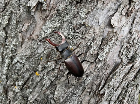 Lucanus,cervus,is a species of bird in the Lucanidae family. It is one of the largest and most striking Kaefern in Europe. Stag beetle,Lucanus cervus,is a beetle of the Schroeter family (Lucanidae). It is one of the largest and most conspicuous beetles in Europe